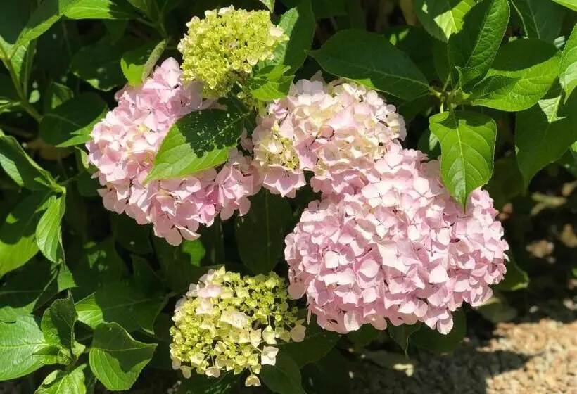 スイート（家族用）, Manoir Des Petites Bretonnes