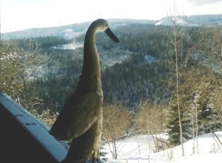 סוויטה משפחתית, Gästehaus Fridolin