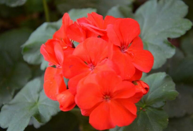 חדר סטנדרט, Il Torrione