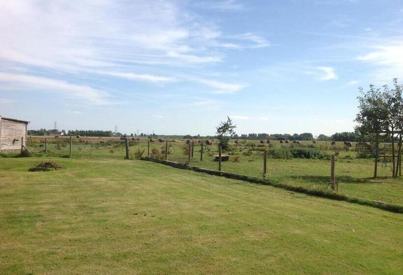 スタンダードルーム, Kokkelikoo