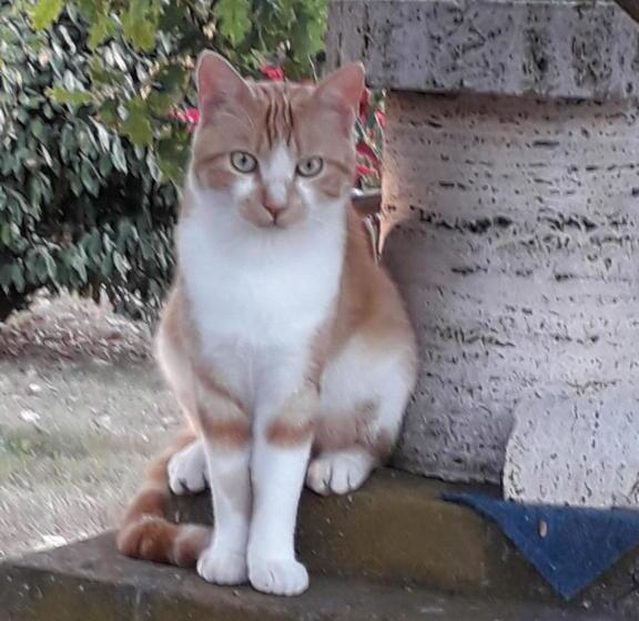 חדר סטנדרט עם מרפסת, Boscodisotto