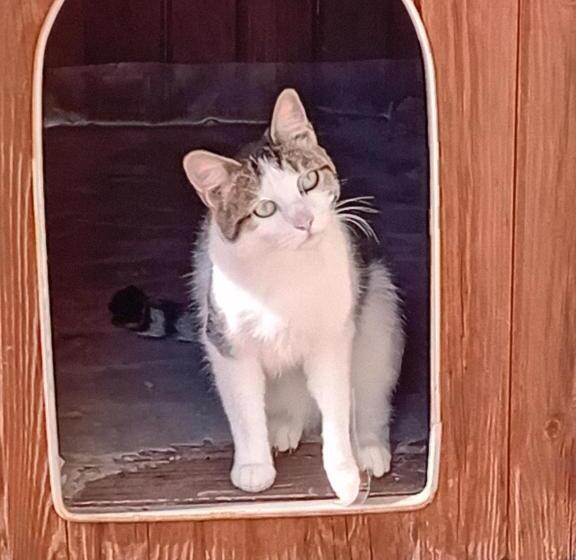 חדר סטנדרט עם מרפסת, Boscodisotto