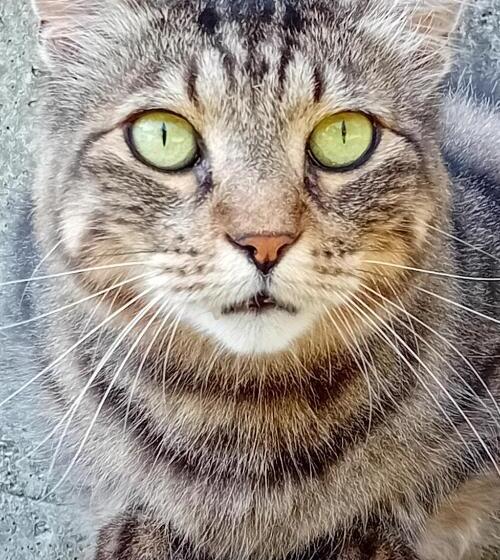 חדר סטנדרט עם מרפסת, Boscodisotto