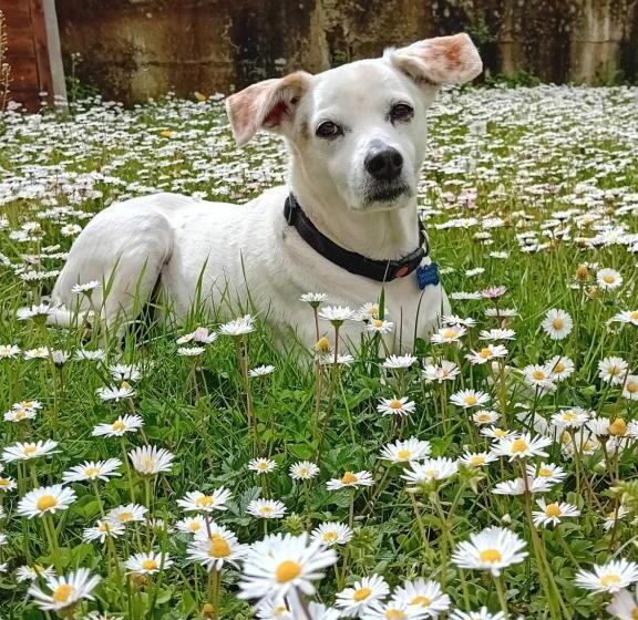 חדר סטנדרט עם מרפסת, Boscodisotto