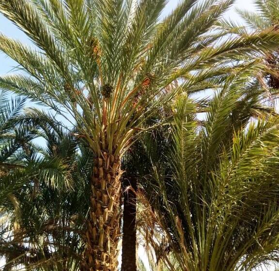 چادر با خدمات رفاهی استاندارد, Le Chant Des Palmiers