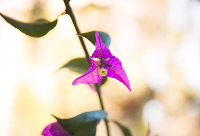 סטודיו סטנדרטי נוף לגינה, Kalá Hotel Boutique