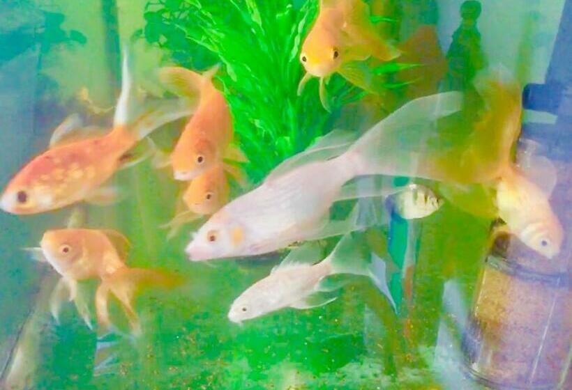 חדר סטנדרט, Vivid Lanka