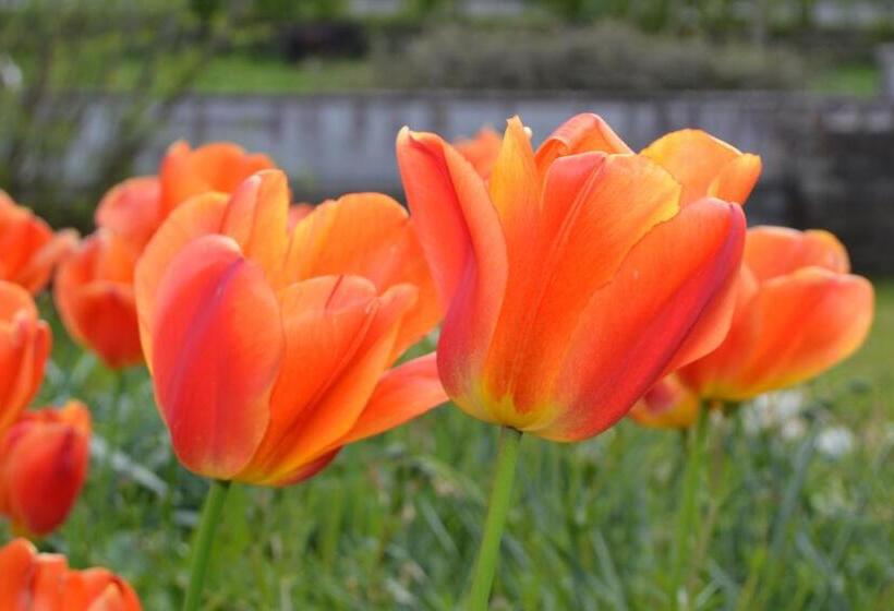 اتاق استاندارد یک نفره, Breagagh View B&b