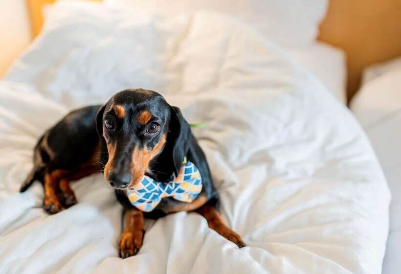 Номер Стандарт, Ibis Jaipur City Centre An Accor Brand