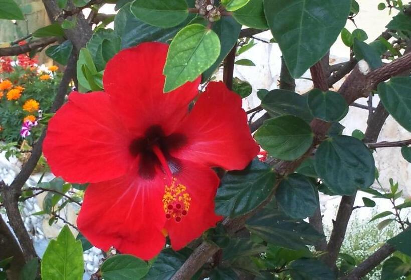 标准工作室, Irene Apartments