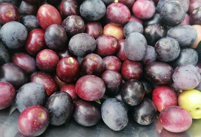 Номер Стандарт Вид на Бассейн, Masseria La Gatta Matta