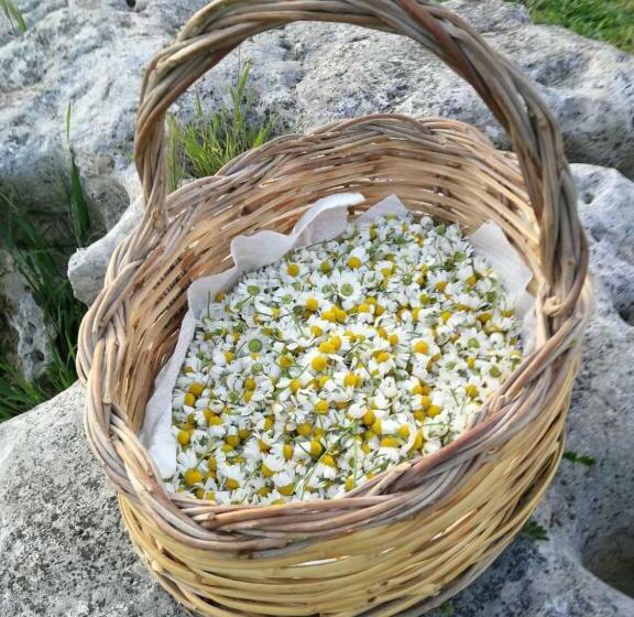 Номер Стандарт Вид на Бассейн, Masseria La Gatta Matta