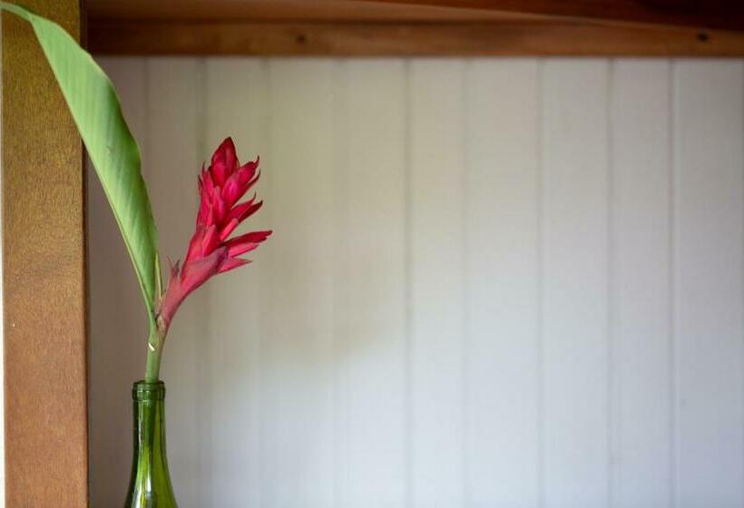 غرفة قياسية, El Abrazo Del Arbol