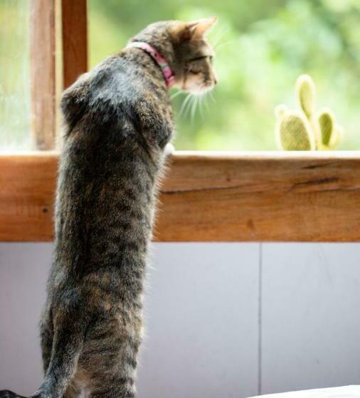 غرفة قياسية ثلاثية, El Abrazo Del Arbol