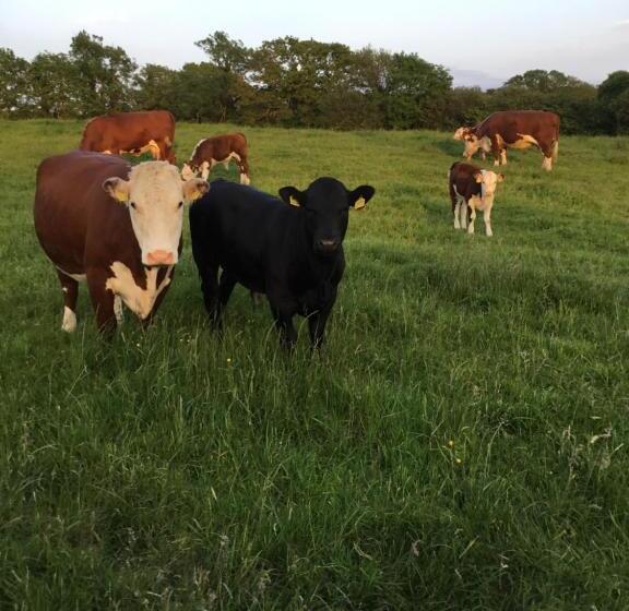 חדר סטנדרט, La Mirage B&b