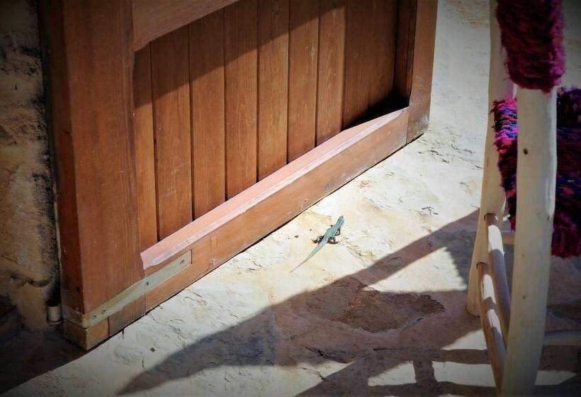 خانه 1 خوابه, Siamo Bella