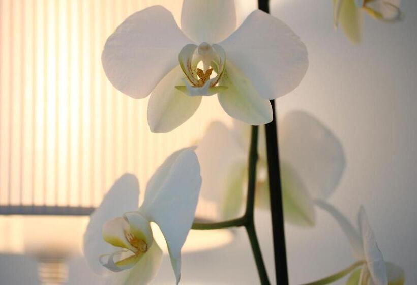 标准单人间, Maree