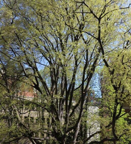 标准间, Serendipity Rooms