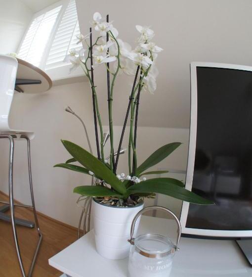 استودیوی استاندارد, Prince On The Roof