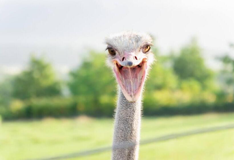 スイート, Country Inn Milky House