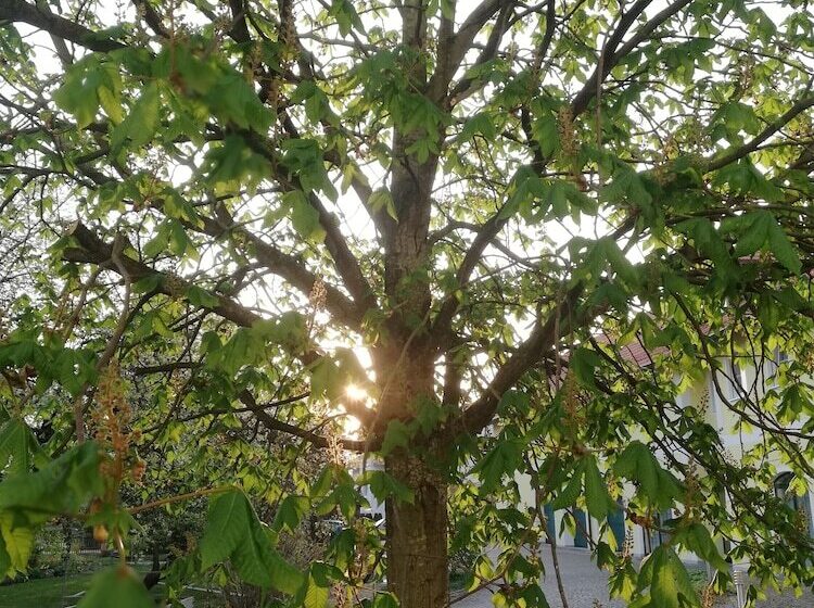 Номер Стандарт Трехместный, Nummerhof