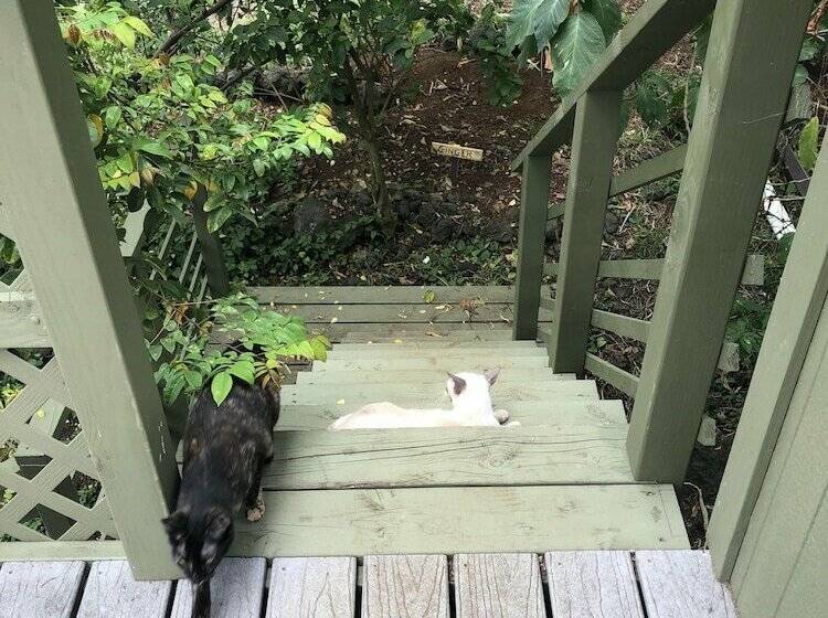 شقة عائلية, Dragonfly Ranch