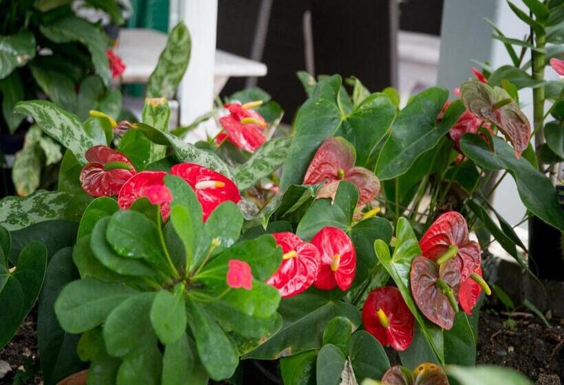 标准间, Neptuno Refugio