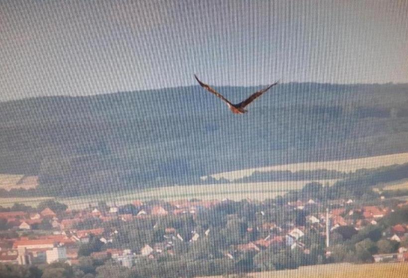 חדר סטנדרט, Kniep