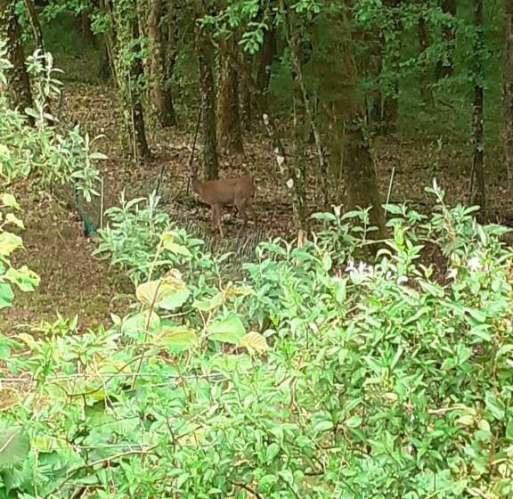 חדר סטנדרט עם טרסה, La Cabane De L Oiseau