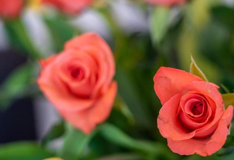 חדר קומפורט, De Heek