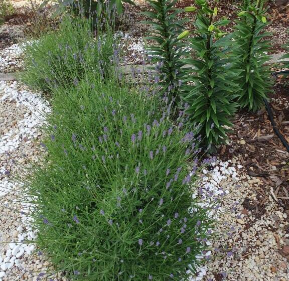 Studiou Familiar, студия лилия