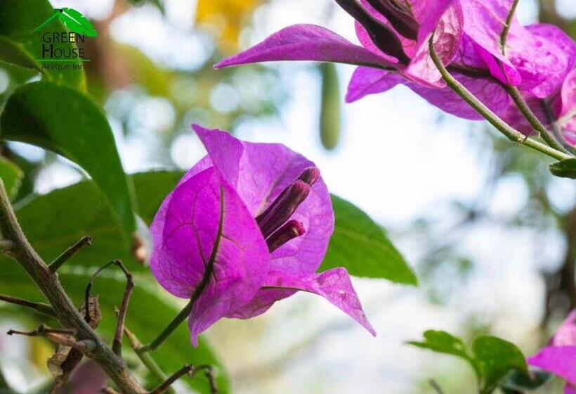 家庭间, Green House Araque Inn