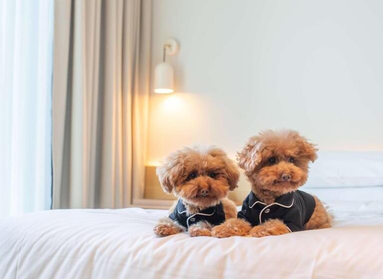 带大床的标准间, Hyatt Centric Melbourne