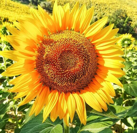 غرفة عائلية, La Mia Casa Nelle Marche