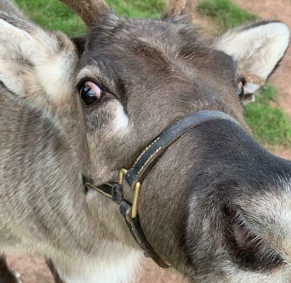 اتاق لوکس, The Reindeer Retreat Daisy Double