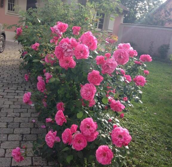 Номер Стандарт Вид на Сад, Rose Garden Mezzanine