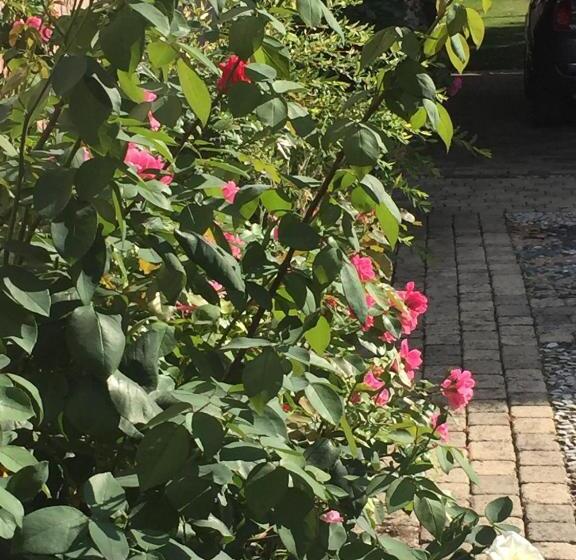 Номер Стандарт Вид на Сад, Rose Garden Mezzanine