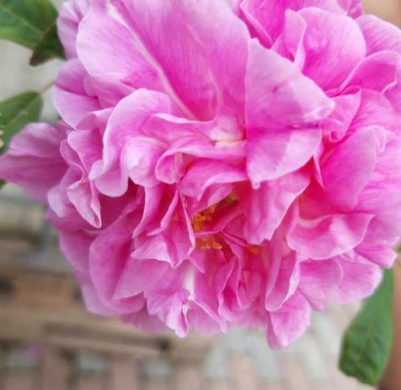 四人标准间, Colț De Rai   Camera De Inchiriat