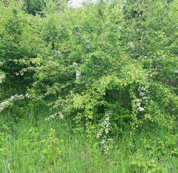 家庭间, Colț De Rai   Camera De Inchiriat