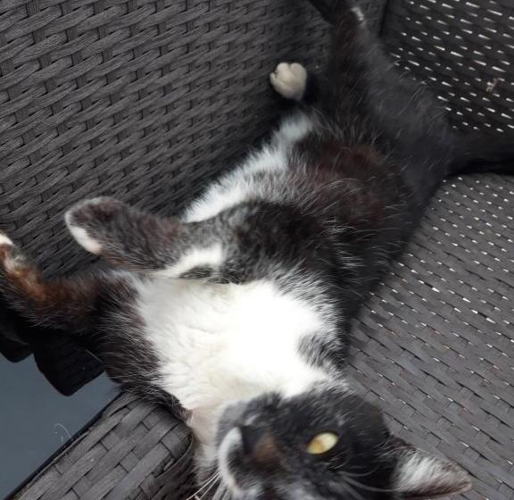 家庭间, Colț De Rai   Camera De Inchiriat