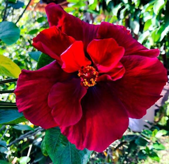 جناح مزوَّد بشرفة, Caraiva Recanto Pousada De Ferias