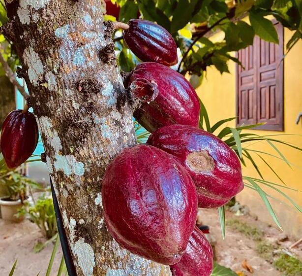 جناح مزوَّد بشرفة, Caraiva Recanto Pousada De Ferias