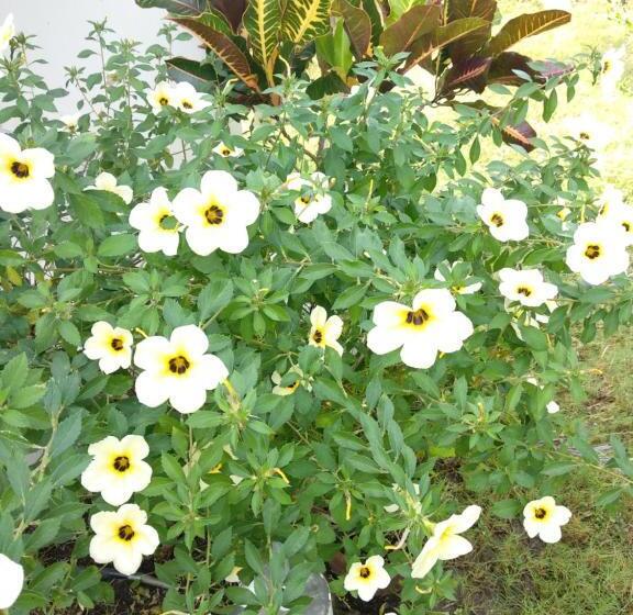 Бунгало Стандарт Вид на Сад, Cnunk Bungalow