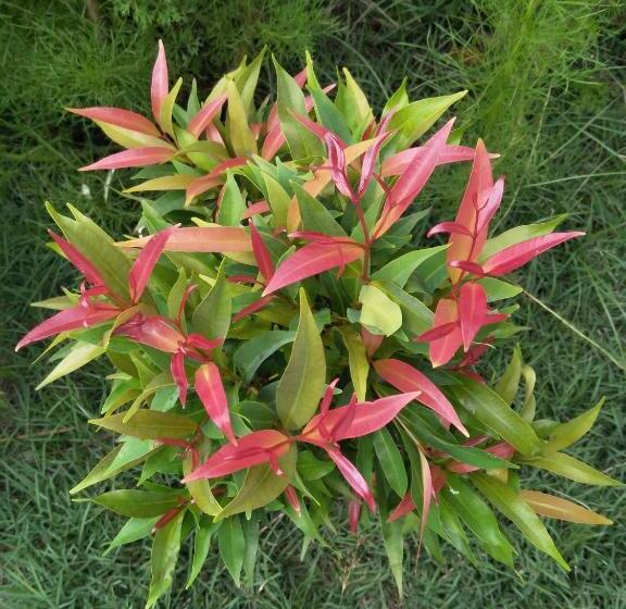 Бунгало Стандарт Вид на Сад, Cnunk Bungalow