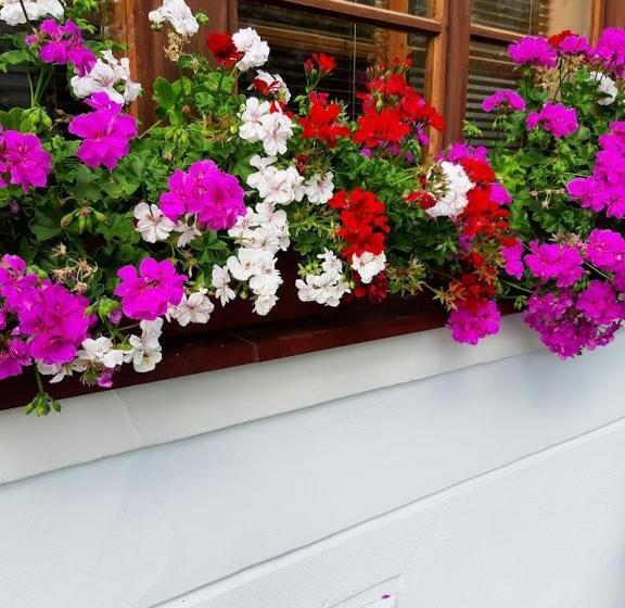 １ベッドルームアパートメント, Penzion U žabáka