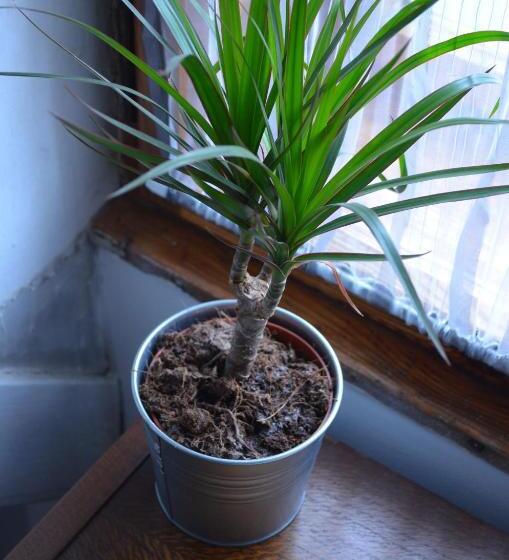 شقة غرفة واحدة, Penzion U žabáka