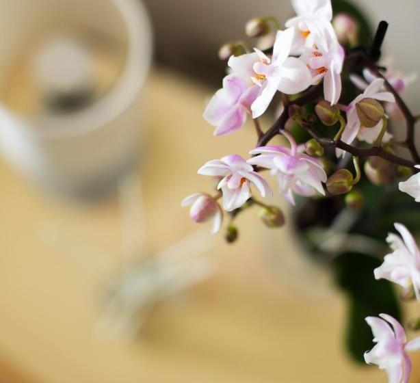 キングサイズベッドのスタンダードルーム, Panorama