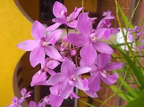 آپارتمان 1 خوابه همکف, Casa Palagui Colonial