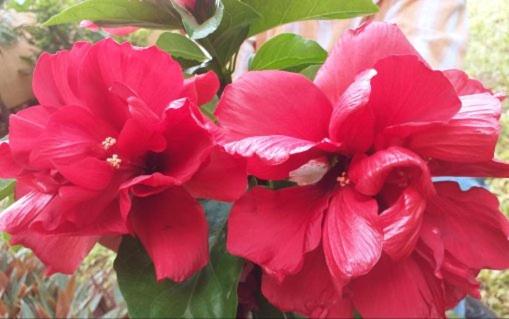 آپارتمان 1 خوابه همکف, Casa Palagui Colonial