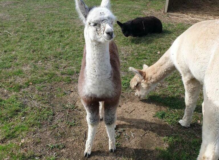 Дом 2 Спальни, The Alpaca B&b